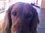 Cocker spaniel Pixi