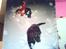 Labrador retriever Nille (Fie)