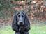 Cocker spaniel Louis