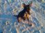 Dvaergpinscher Rødkildes Lucka - Lucka 7 mdr gammel :) på stranden