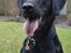 Labrador retriever / springer spaniel  Plet *den manglende del af mig - Velkommen til Plet's profil, smid gerne en bedømmelse og kommentar på vejen! (: 