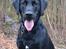 Labrador retriever / springer spaniel  Plet *den manglende del af mig - Model billed! ;) - L8 ©