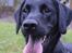 Labrador retriever / springer spaniel  Plet *den manglende del af mig - dejlige hund<33 - L8 ©