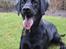 Labrador retriever / springer spaniel  Plet *den manglende del af mig - L8 ©
