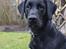 Labrador retriever / springer spaniel  Plet *den manglende del af mig - L8 ©