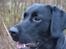 Labrador retriever / springer spaniel  Plet *den manglende del af mig - Hvem der!<3 - L8 ©