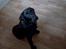 Labrador retriever / springer spaniel  Plet *den manglende del af mig - Plet som hvalp!<3 - L8 ©