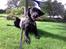 Labrador retriever / springer spaniel  Plet *den manglende del af mig - Plet efter en gå tur, hjemme i vores have! ;) - L8 ©