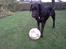 Labrador retriever / springer spaniel  Plet *den manglende del af mig - Den nye Messi :P - L8 ©
