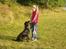 Labrador retriever / springer spaniel  Plet *den manglende del af mig - Plet og jeg! :) nu vil vi ud og gå en tur så læg en kommentar og bedømmelse og så gir' vi bare glade igen! :) 