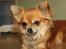 Chihuahua Tilde's Gurli ~Chica~ - 3,5 år - Januar 2012
