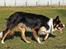 Border collie Jett R.I.P