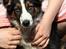 Border collie Jett R.I.P