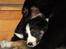 Border collie Jett R.I.P