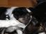 Border collie Jett R.I.P