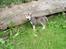 Siberian husky Tayson - 8 uger