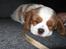 Cavalier king charles spaniel Lady