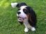 Cavalier king charles spaniel Thyholms Quick Silver