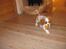 Cavalier king charles spaniel Lady