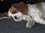 Cavalier king charles spaniel Lady