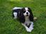 Cavalier king charles spaniel Thyholms Quick Silver