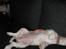 Cavalier king charles spaniel Lady