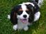 Cavalier king charles spaniel Thyholms Quick Silver
