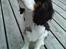 Cavalier king charles spaniel Thyholms Quick Silver