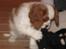 Cavalier king charles spaniel Lady