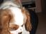 Cavalier king charles spaniel Lady