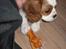 Cavalier king charles spaniel Lady