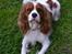 Cavalier king charles spaniel Thyholms Opus One