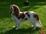 Cavalier king charles spaniel Thyholms Opus One
