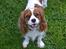 Cavalier king charles spaniel Thyholms Opus One