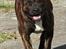 Staffordshire bull terrier Indra - Sikke et smil :-)