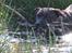Staffordshire bull terrier Indra - Fuld fokus med pind i munden :-)