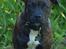 Staffordshire bull terrier Indra - Skal lige se hvad der sker!
Skal vi videre ? :D