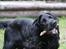 Cocker spaniel Louis