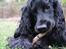 Cocker spaniel Louis