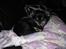 Chihuahua Tiny