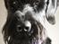 Riesenschnauzer  Doolittle's Odin - Fotografen: Ida Jensen.