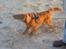 Cavalier king charles spaniel Wilma