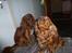 Cavalier king charles spaniel Wilma