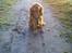 Cavalier king charles spaniel Wilma