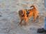 Cavalier king charles spaniel Wilma