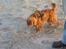 Cavalier king charles spaniel Wilma