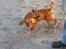 Cavalier king charles spaniel Wilma