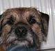 Border terrier Prins Felix