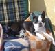Boston terrier R.I.P Tonfoss Quatro. I daglig tale Pløf.