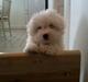 Coton de tulear Mille